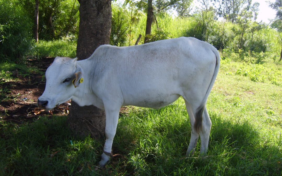 VitDAL studies vitamin D metabolism in Kenyan calves