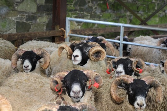 VitDAL highlights rickets is a health concern in hill sheep